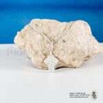 chaine croix argentIMG_7573